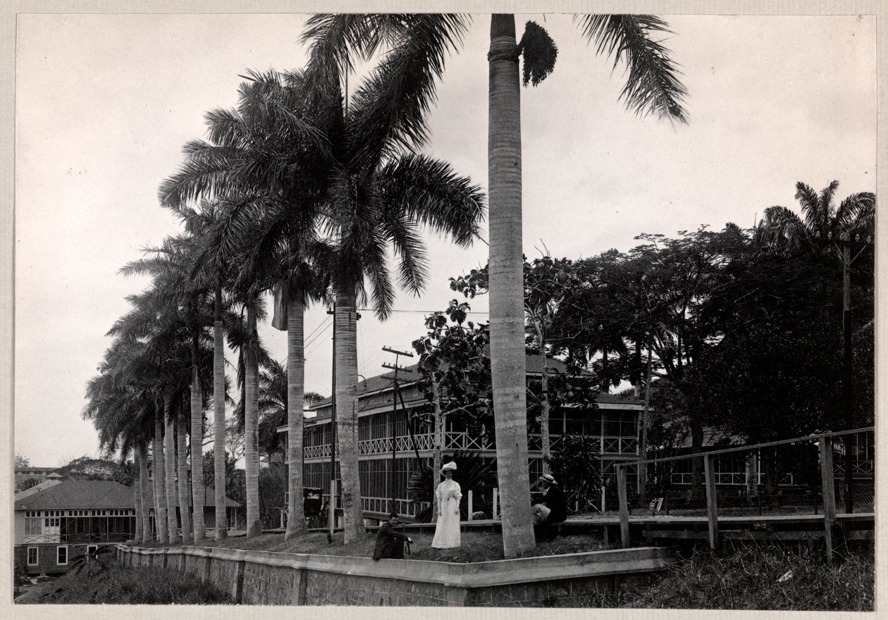Gruppe på to mænd og en kvinde under en palme under konstruktionen af Panamakanalen, 1912 eller 1913 (sølv gelatinetryk) af Byron Company