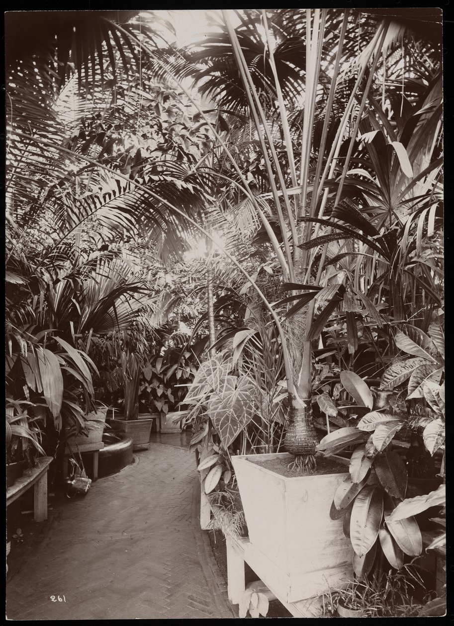 Planter i et drivhus på Helen Gould-ejendommen (den afdøde Jay Goulds bolig) i Tarrytown, New York, 1894 (sølvgelatineprint) af Byron Company