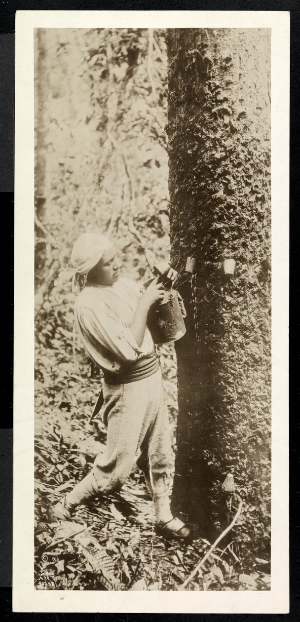 Udsigt af en mand, der samler gummi fra et gummitræ, formentlig i Panama under konstruktionen af kanalen, 1913 (sølv gelatinetryk) af Byron Company
