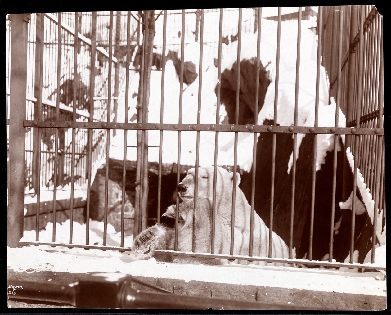 Udsigt til en isbjørn i et bur i Central Park Zoo, New York, 1898 (sølvgelatineprint) af Byron Company