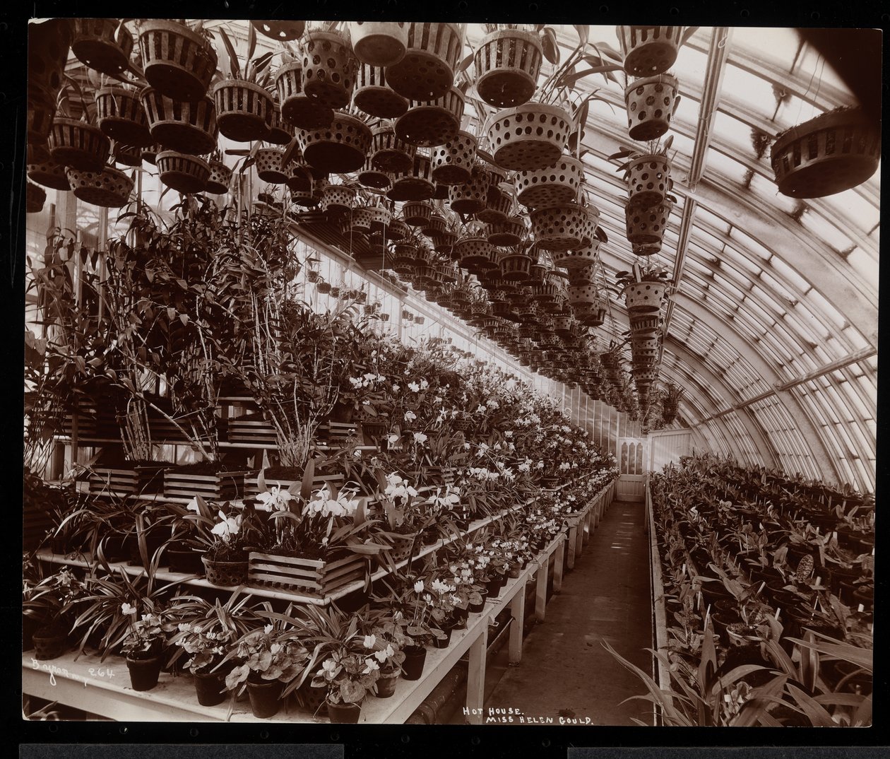 Orkideer i et drivhus på Helen Gould ejendom (sen Jay Gould bolig) i Tarrytown, New York, 1894 (sølv gelatine print) af Byron Company