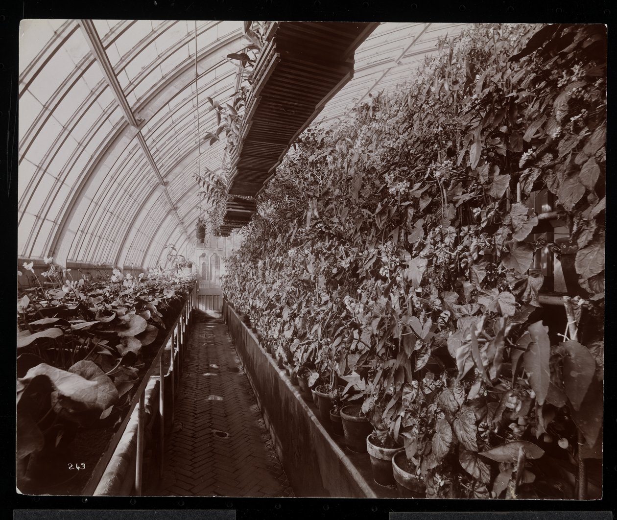 Orkideer i et drivhus på Helen Gould ejendom (sen Jay Gould bolig) i Tarrytown, New York, 1894 (sølv gelatine print) af Byron Company