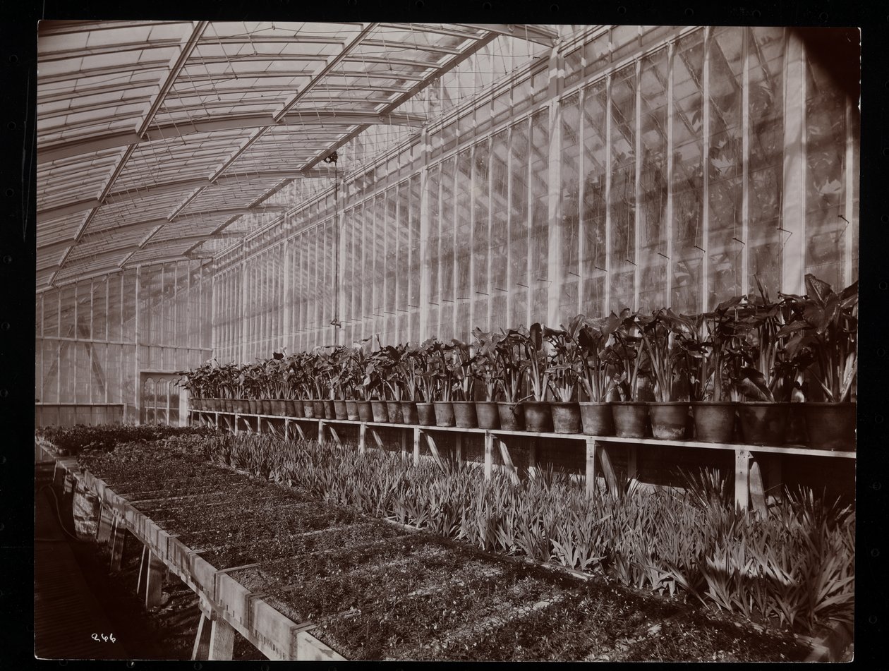 Planter i et drivhus på Helen Gould ejendom (sen Jay Gould bopæl) i Tarrytown, New York, 1894 (sølv gelatine print) af Byron Company