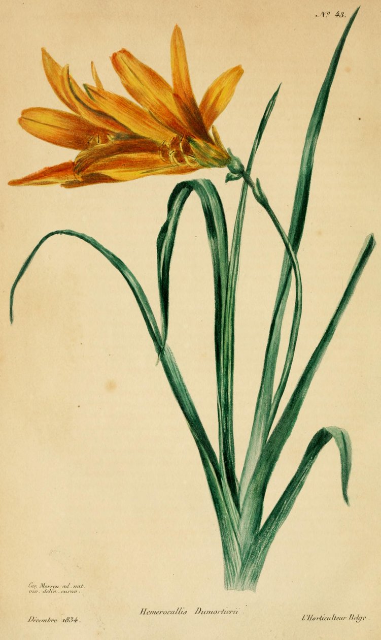 Hemerocallis dumortieri af C. Morren