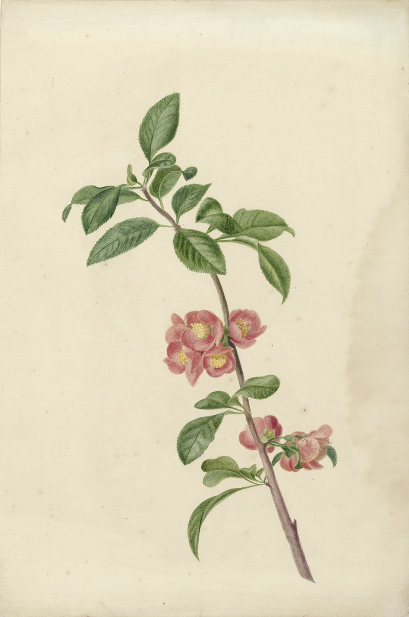 Blomstrende gren japansk kirsebær af C.J. Kruimel