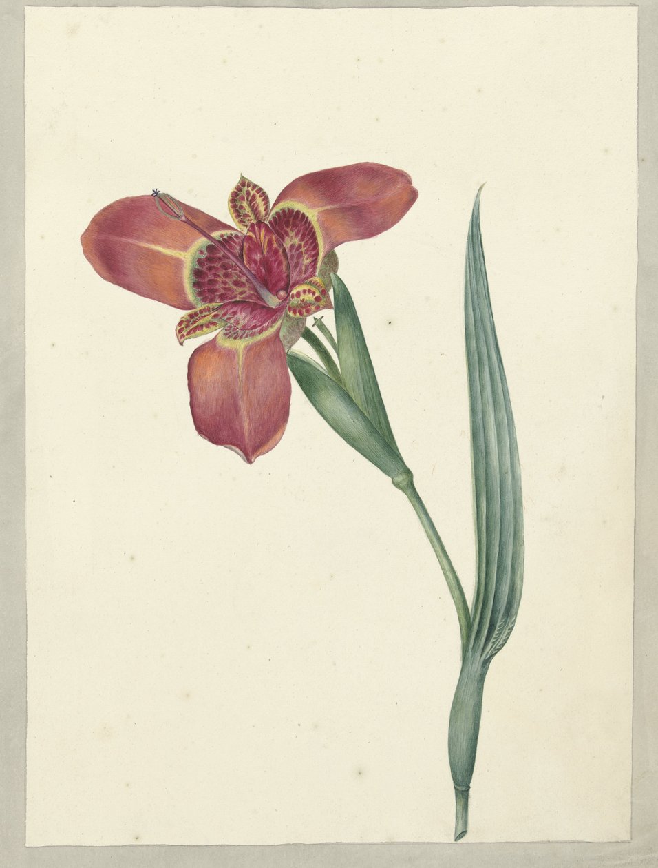 Blomsten hedder Ferraria Tigrina af C.J. Kruimel