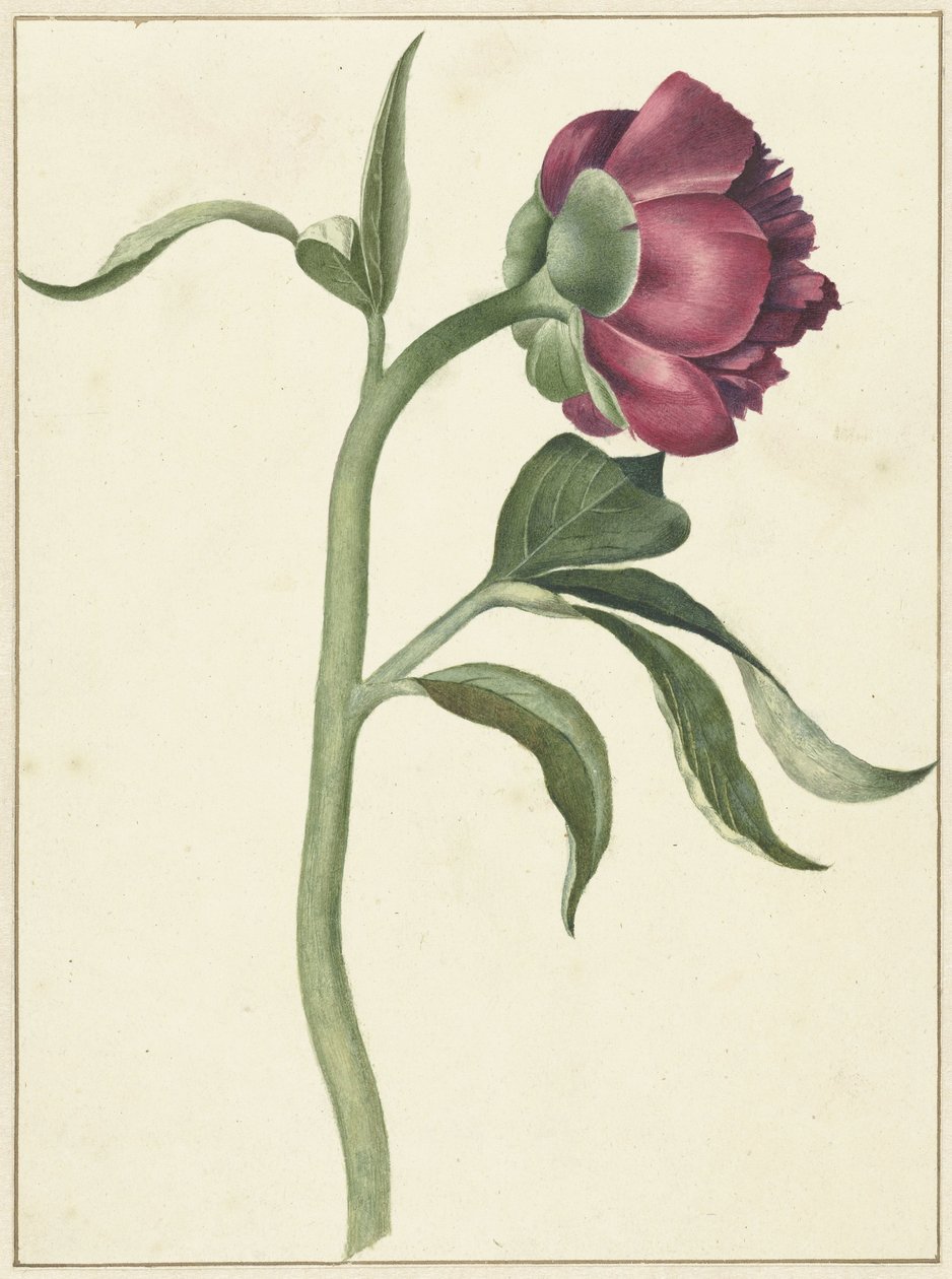 Blomst af pæonen af C.J. Kruimel