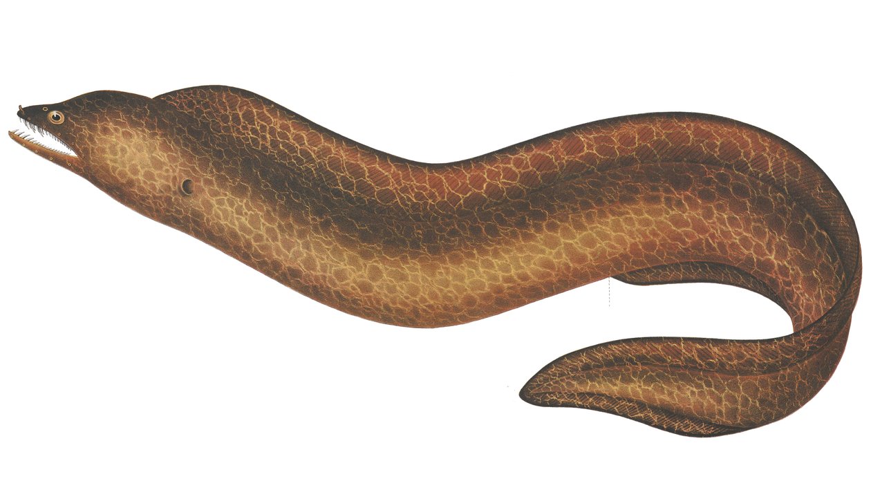 Muraena pseudothyrsoidea af C.W. Mieling
