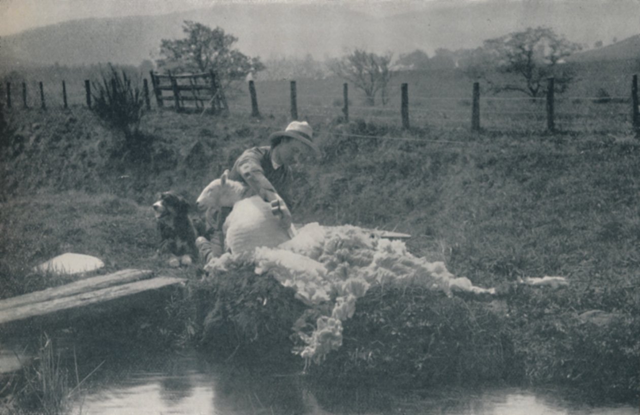 Fåreklipning, 1910 af C. Reid