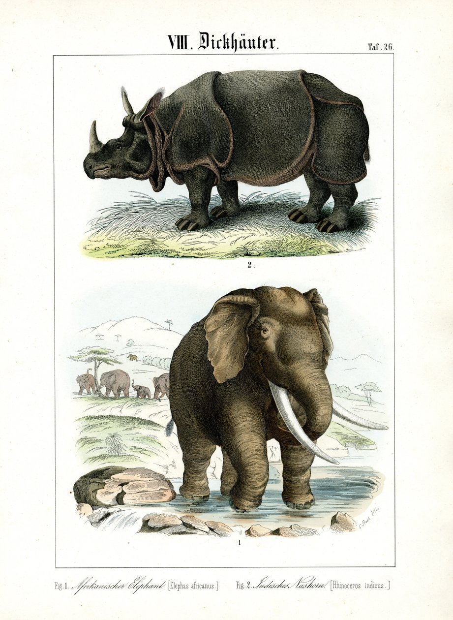 Afrikansk elefant og indisk næsehorn af C. Roth