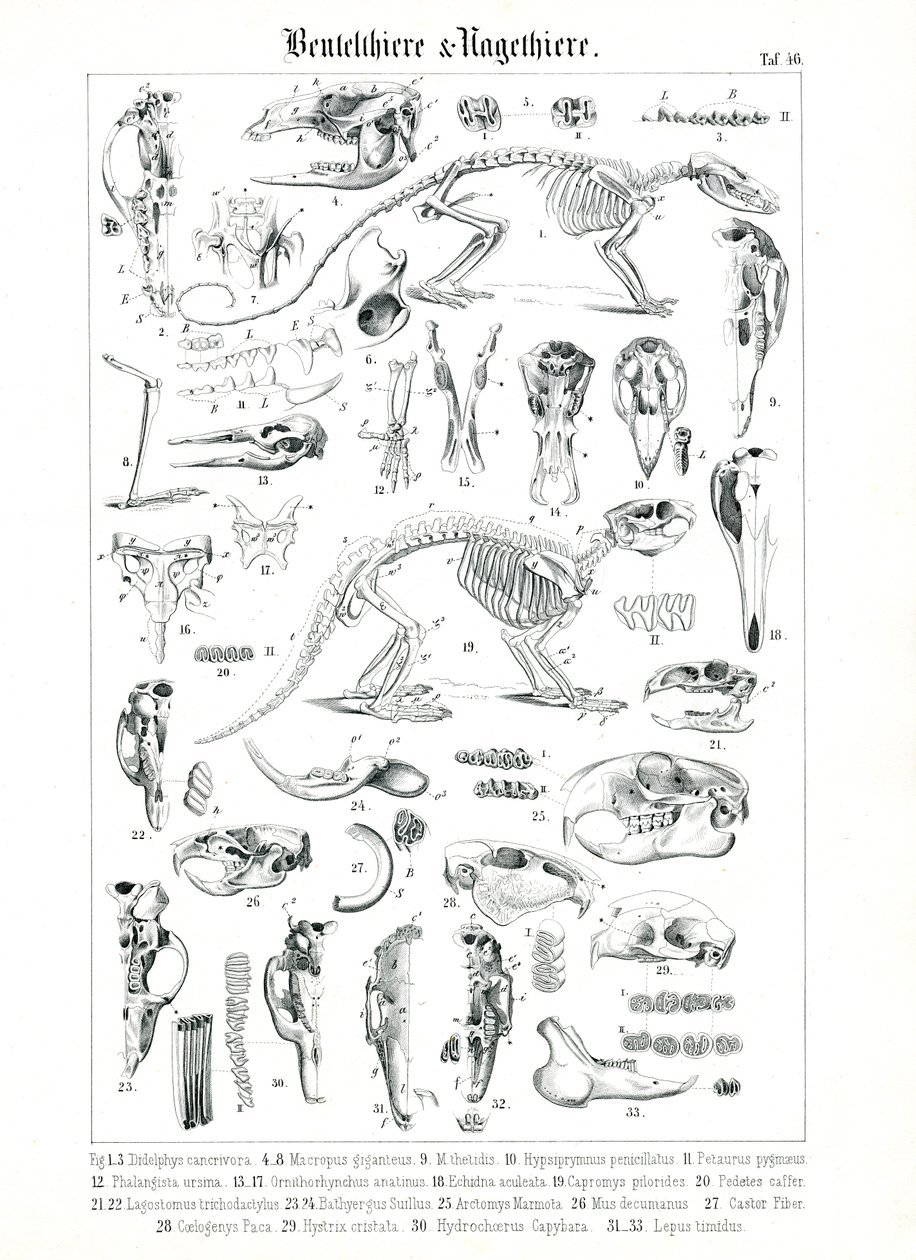Anatomisk illustration af pungdyr og gnavere af C. Roth