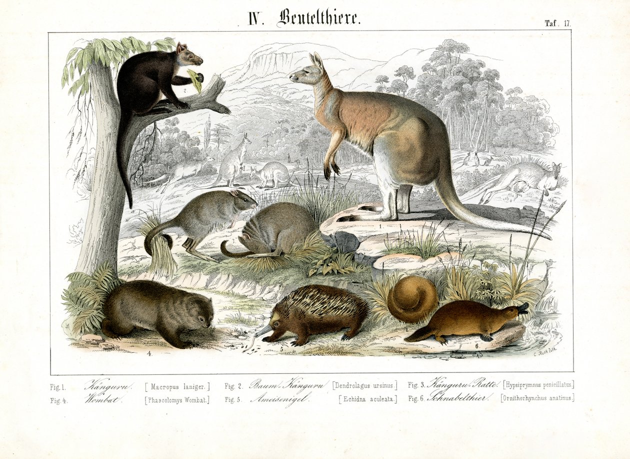 Australske pungdyr og monotremier af C. Roth