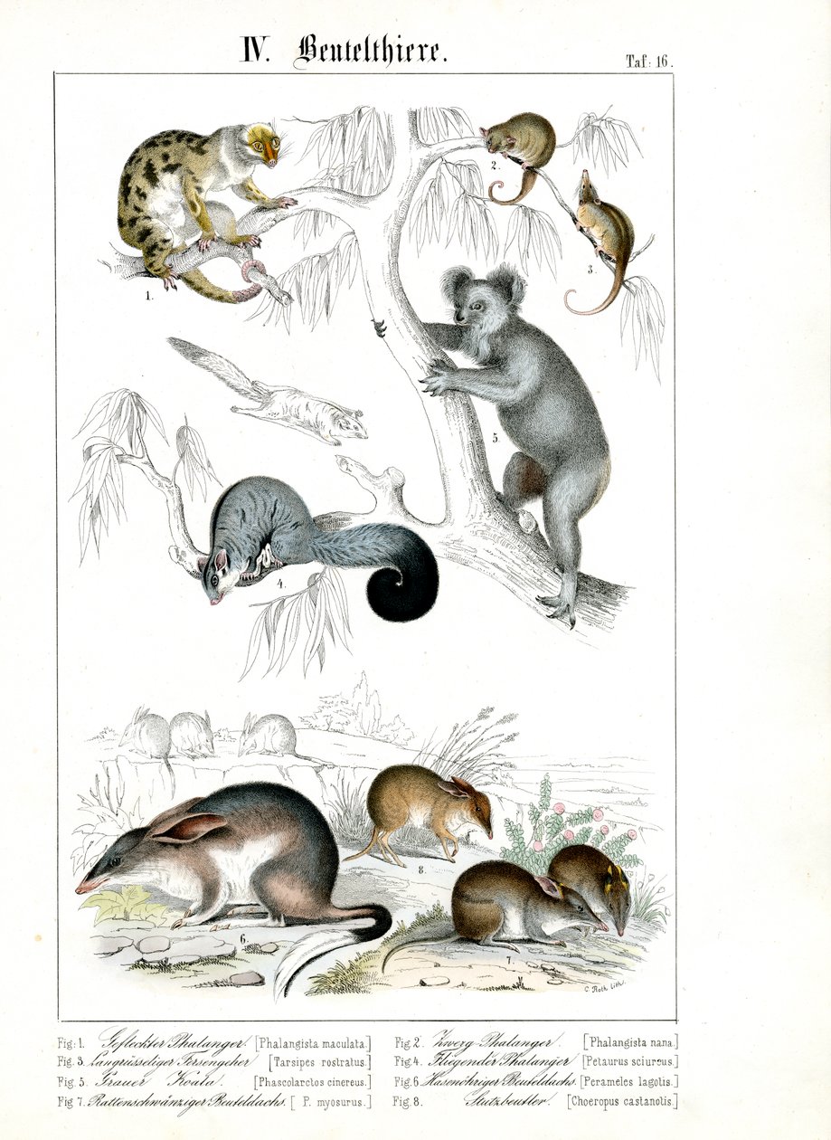 Australske pungdyr i deres naturlige habitat af C. Roth