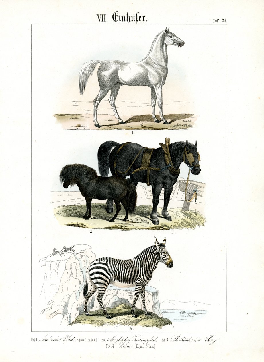Heste: Heste og zebraer af C. Roth