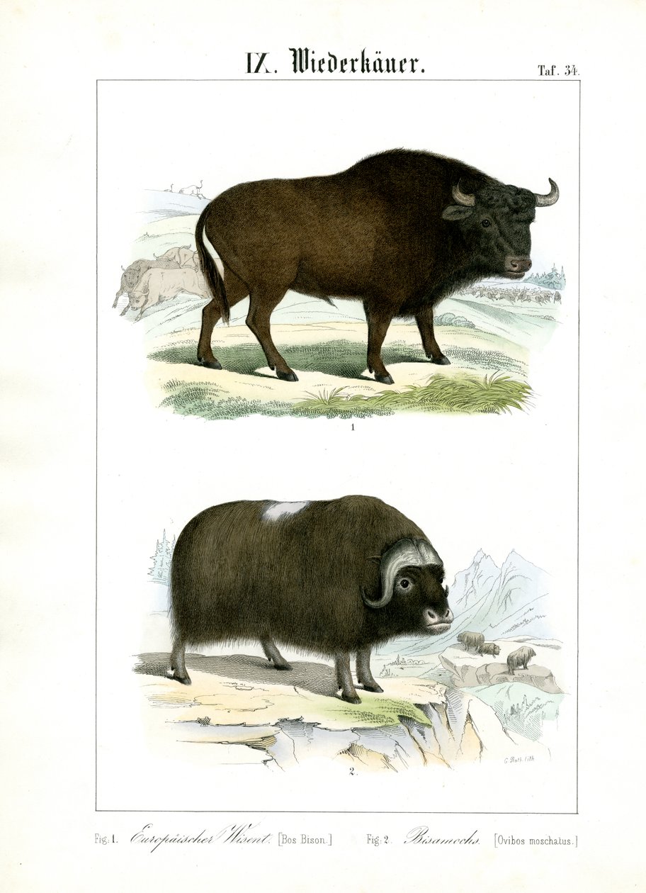 Europæisk bison og moskusokse af C. Roth