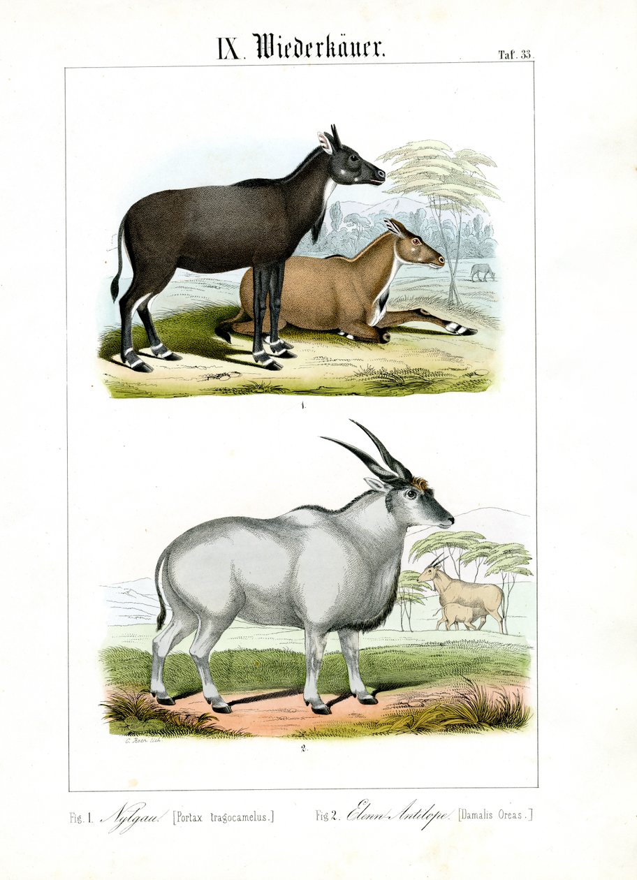 Nilgai og Eland-antilope af C. Roth