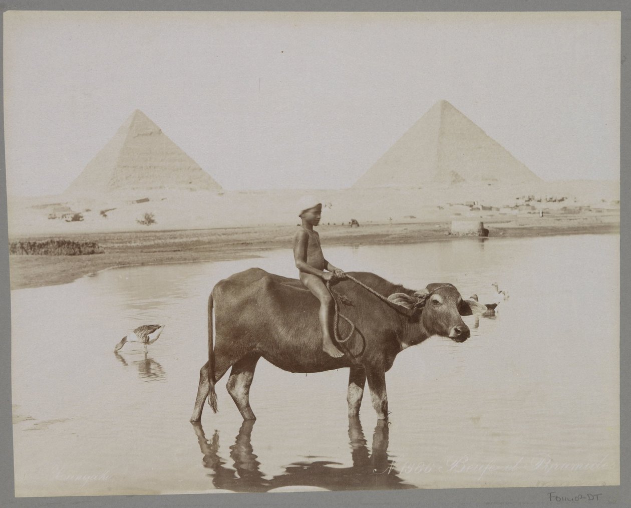 Dreng på en bøffel med to pyramider i baggrunden i Egypten Beufe et Pyramides (titel på objekt) af C. and G. Zangaki