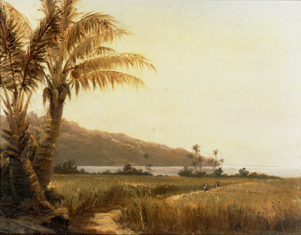 Kokospalmer ved havet, Saint Thomas, Antillerne ... (maleri på lærred) af Camille Pissarro