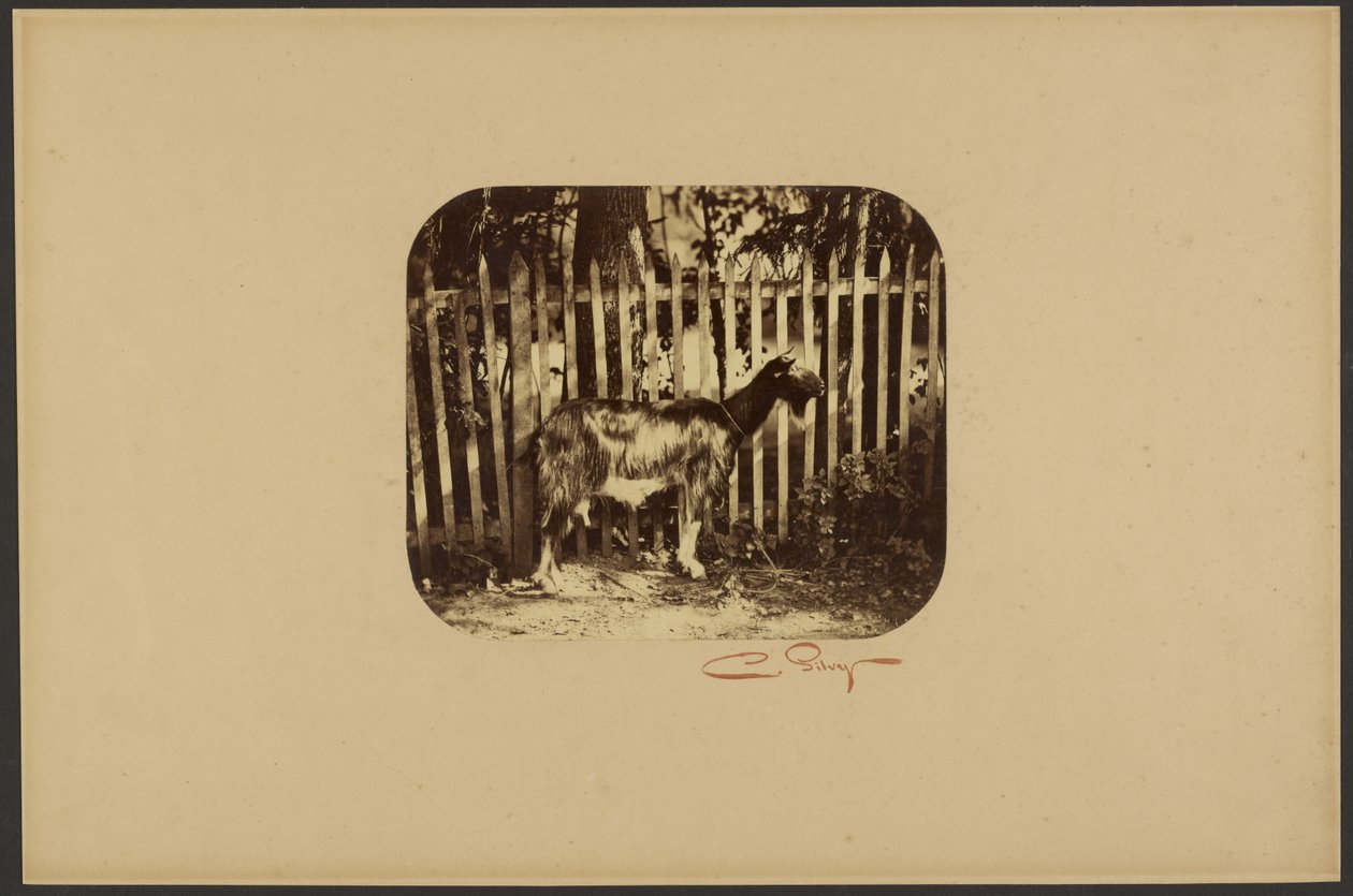 [Ged] af Camille Silvy