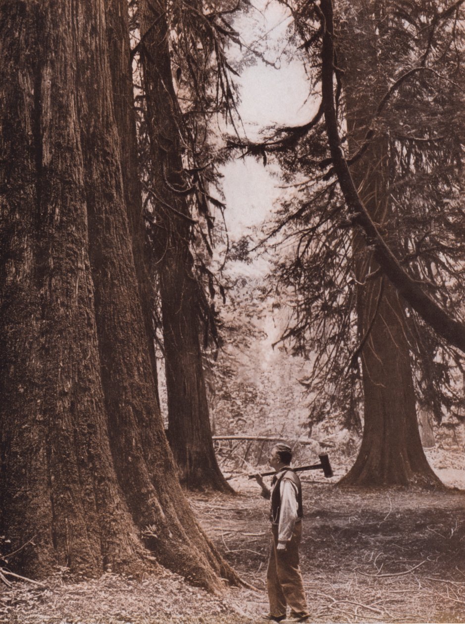 Douglasgraner, British Columbia, Canada (s/h-foto) af Canadian Photographer