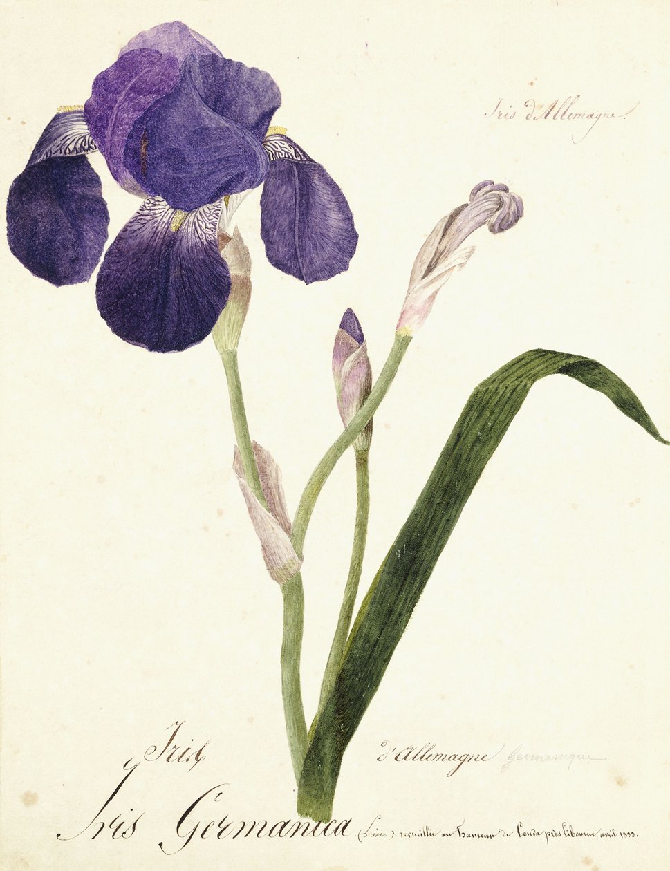 tysk Iris Iris Germanicus, ca. 1815-1851 af Capitaine Pelletier