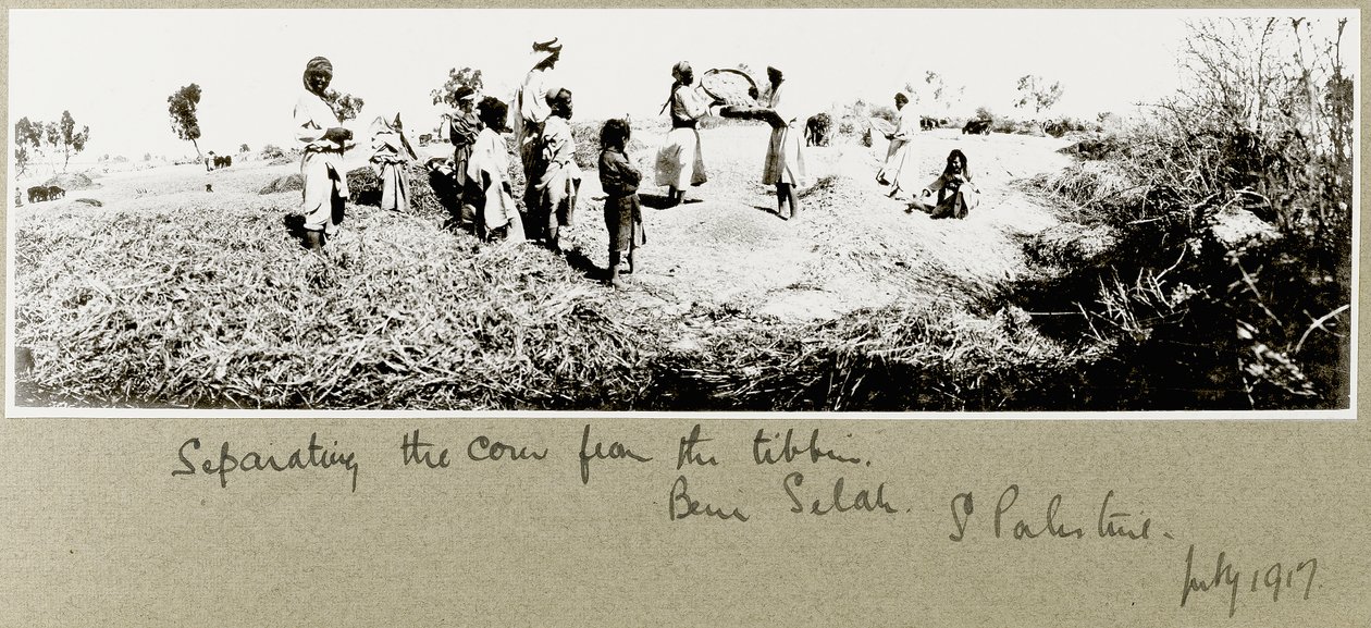 Beduiner, der skiller majs, Beni Saleh, juli 1917 af Capt. Arthur Rhodes