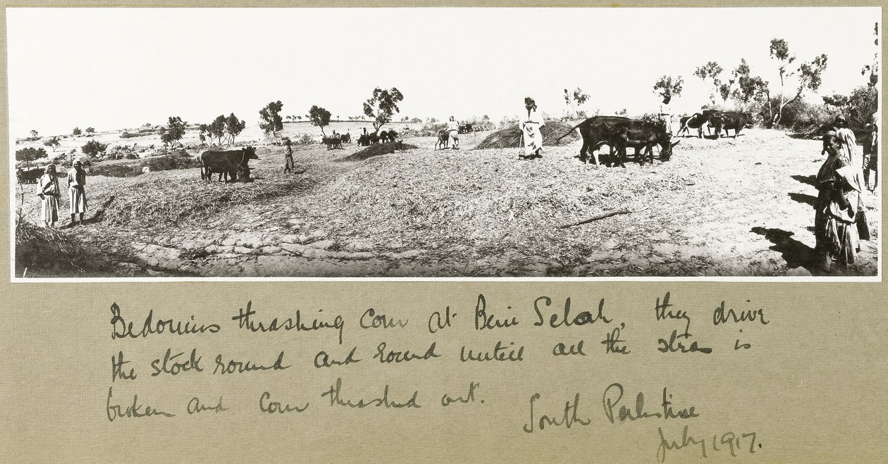 Beduiner tærsker majs ved Beni Saleh, juli 1917 af Capt. Arthur Rhodes