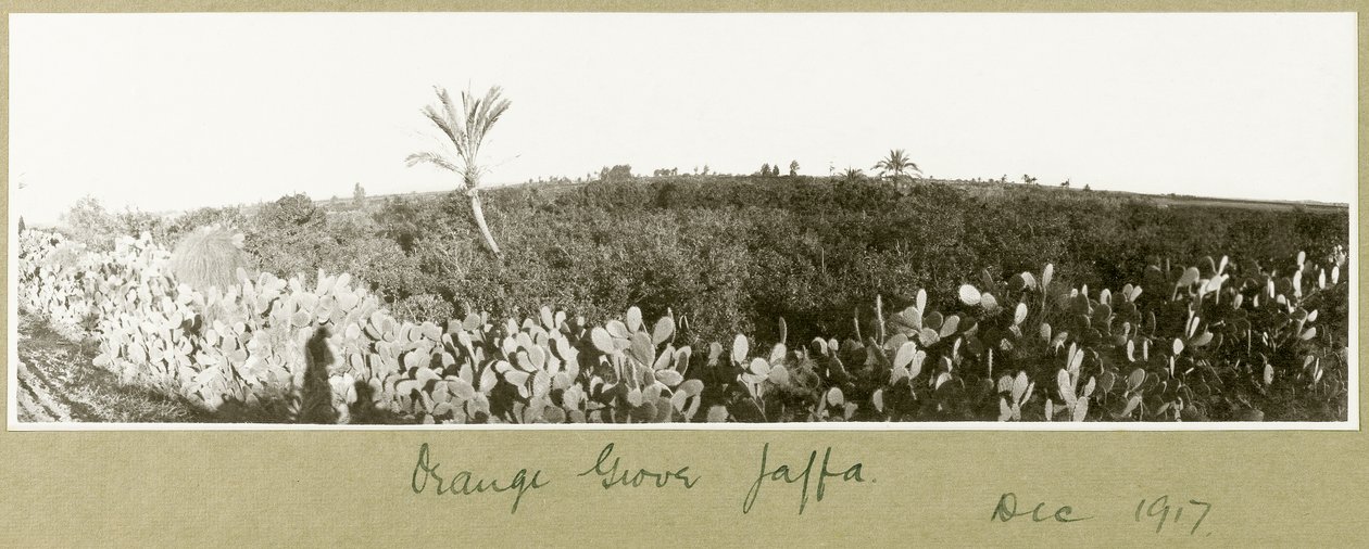 Orange Grove, Jaffa, december 1917 af Capt. Arthur Rhodes