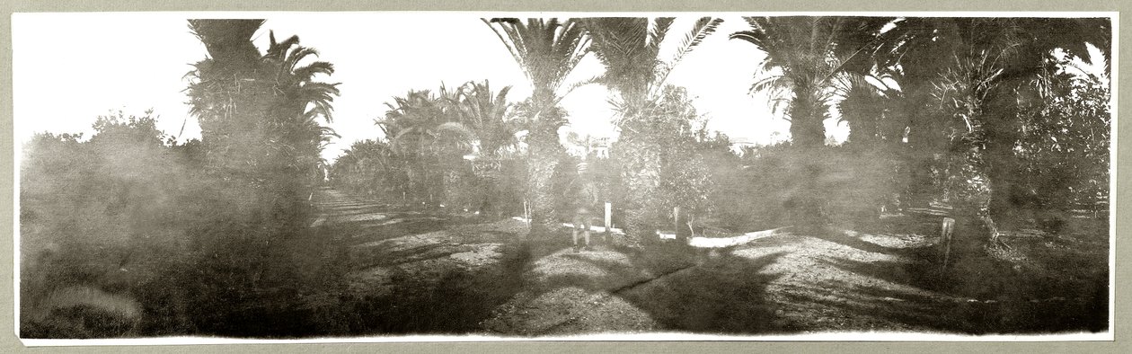 Palmelund, ca. 1917-18 af Capt. Arthur Rhodes