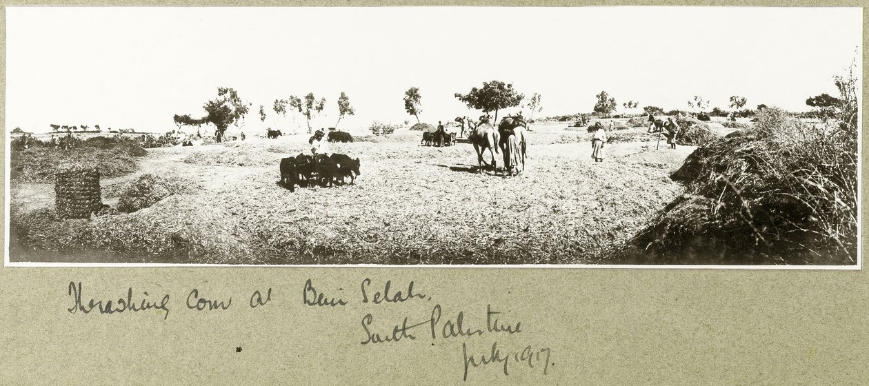 Tærskning af majs ved Beni Selah, juli 1917 af Capt. Arthur Rhodes