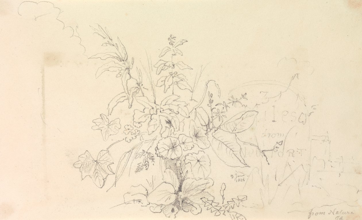 Skitse af planter og en milepæl fra naturen, 3. juni 1826 af Capt. Thomas Hastings
