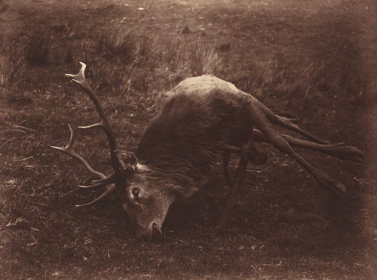 Død Hjort af Captain Horatio Ross