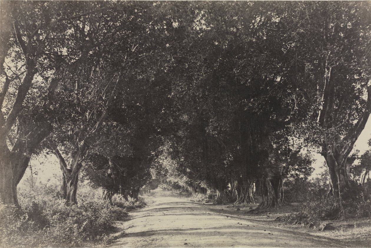 Avenue of the Banyan Trees, Sheringham, Indien af Captain Linnaeus Tripe