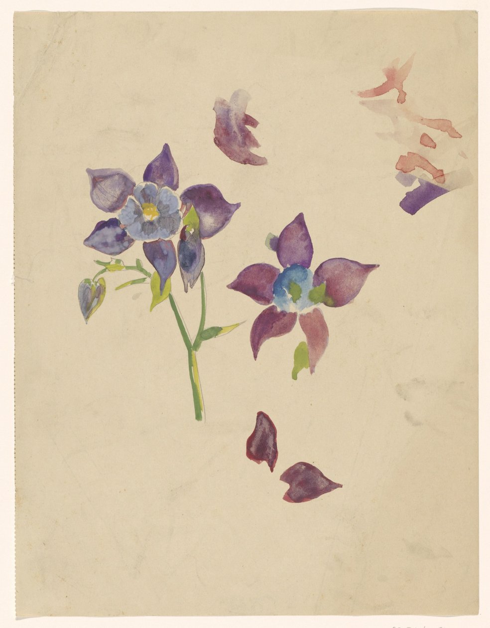 blomsterstudie af Carel Adolph Lion Cachet