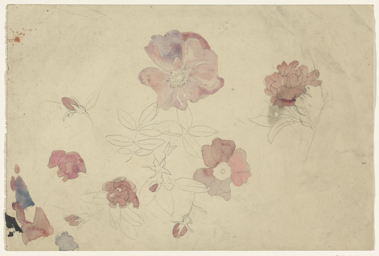Blomsterstudier i lilla og pink af Carel Adolph Lion Cachet