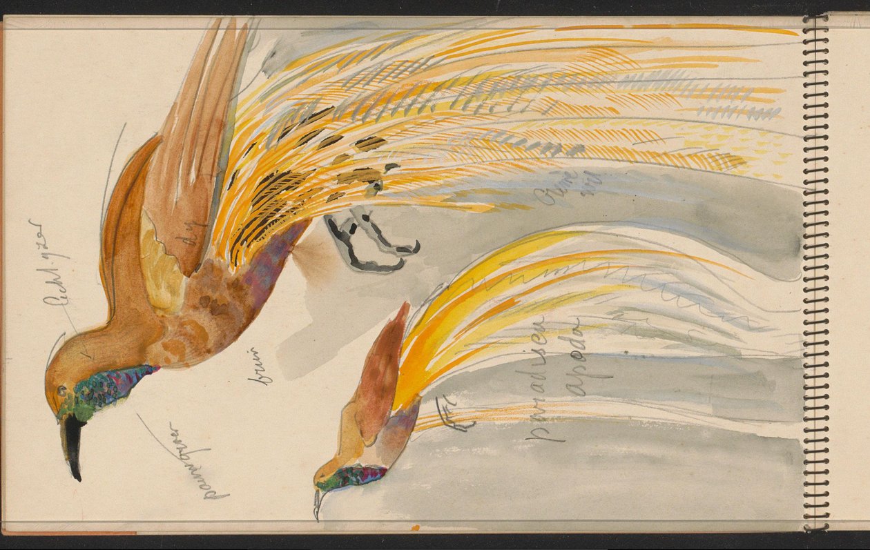 Großer Paradiesvogel af Carel Adolph Lion Cachet