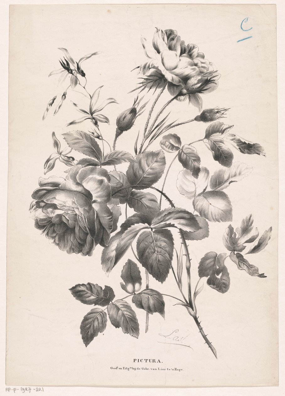 Twee rosen Pictura (serietitel på objekt) af Carel Christiaan Antony Last