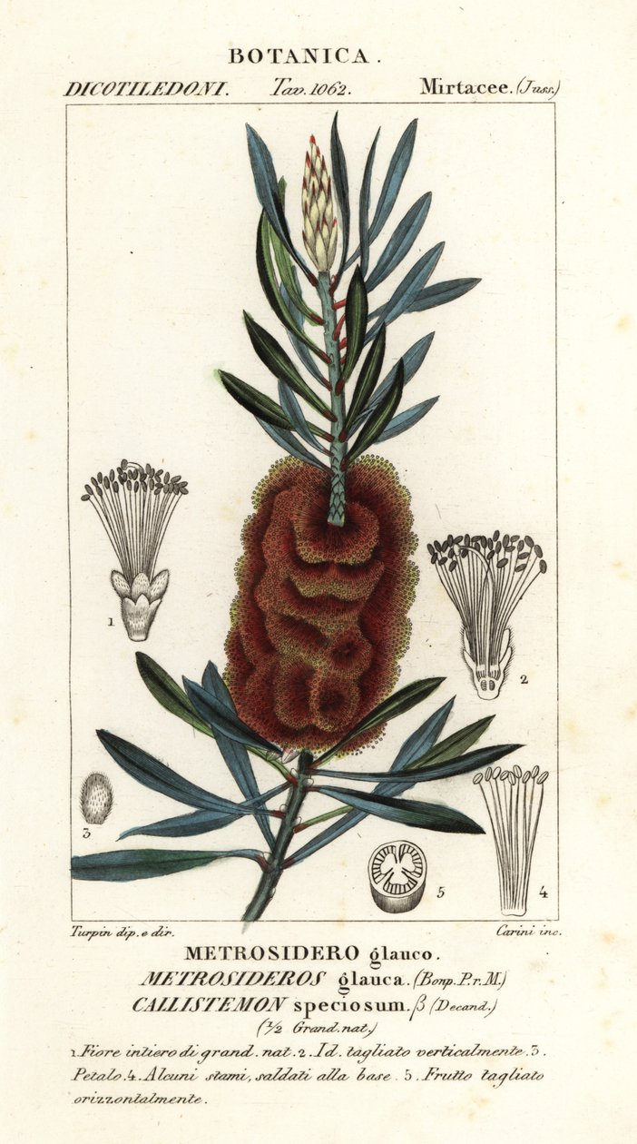 Albany flaskebørste, Callistemon smuk af Carini Carini