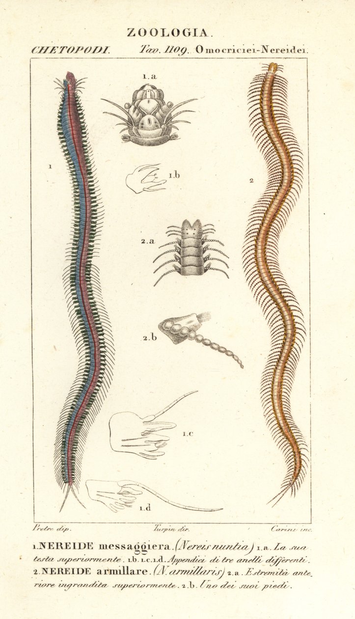 Stangtandet nereid, Perinereis nuntia 1 og nereid, Syllis armillaris 2 af Carini Carini