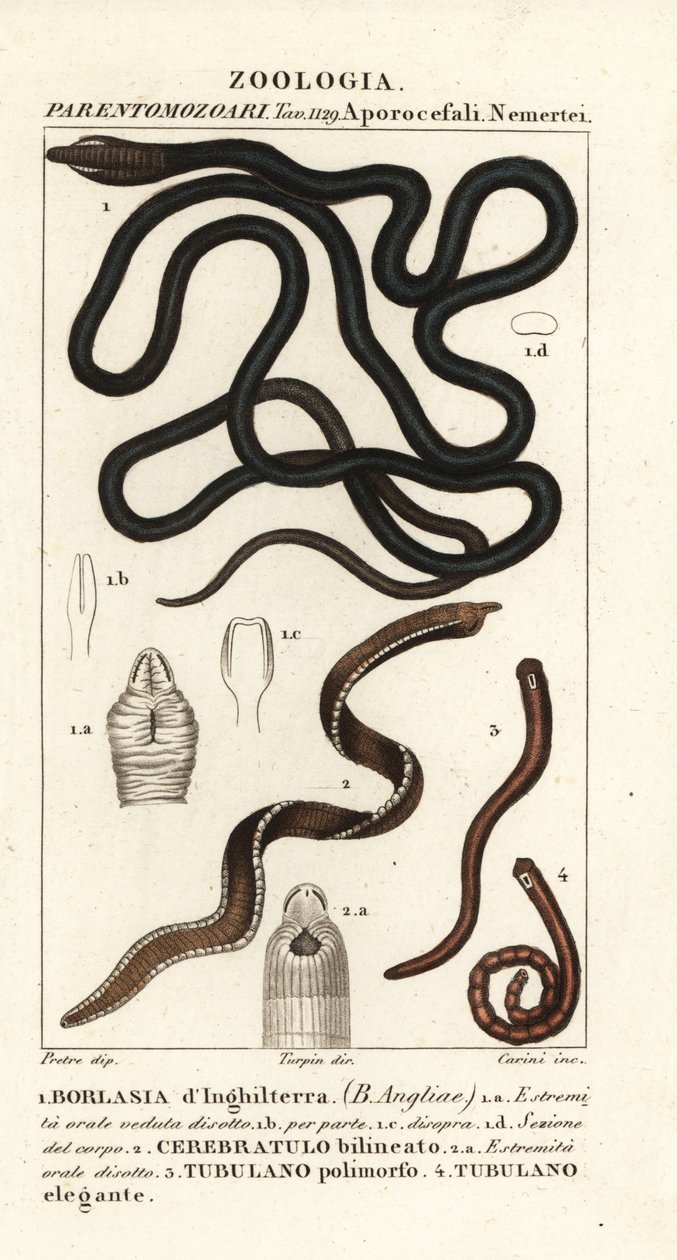 Støvlesnøreorm, Lineus longissimus 1, Borlasia angliae 1, snabelorm, Cerebratulus bilineatus 2, Cerebratulus bilineatus 2, båndorm, Tubulanus polimorphus 3, Tubulanus elegans 4 af Carini Carini