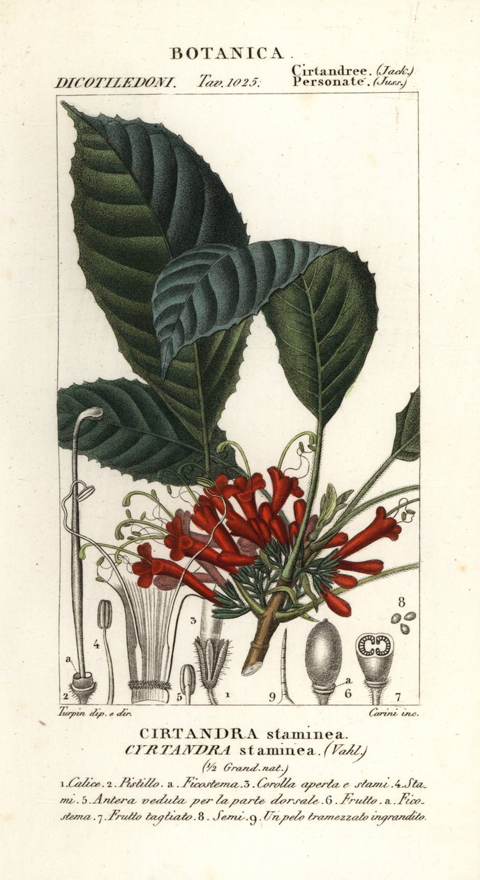 Cyrtandre plante, Cyrtandra staminea, Cirtandra staminea af Carini Carini