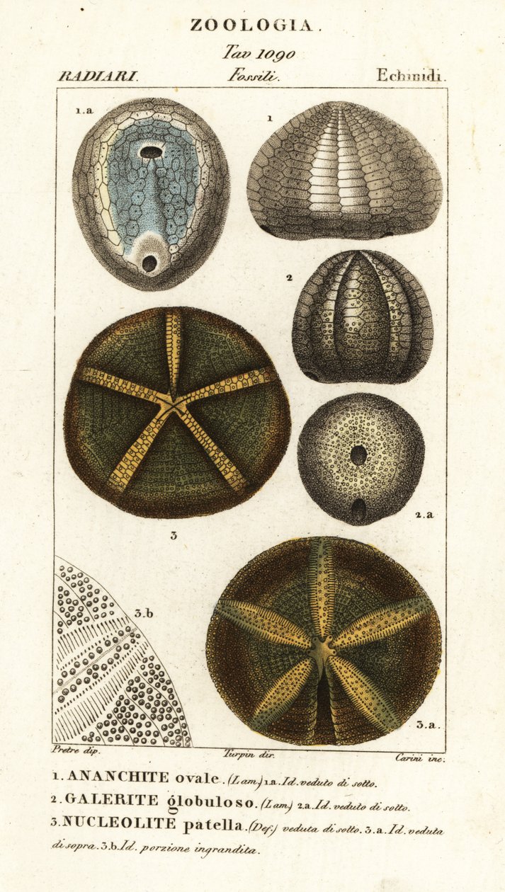 Fossiler af uddøde søpindsvin: Echinocorys (Ananchites) 1, Galerites globulosus 2 og Nucleolites patella 3 af Carini Carini