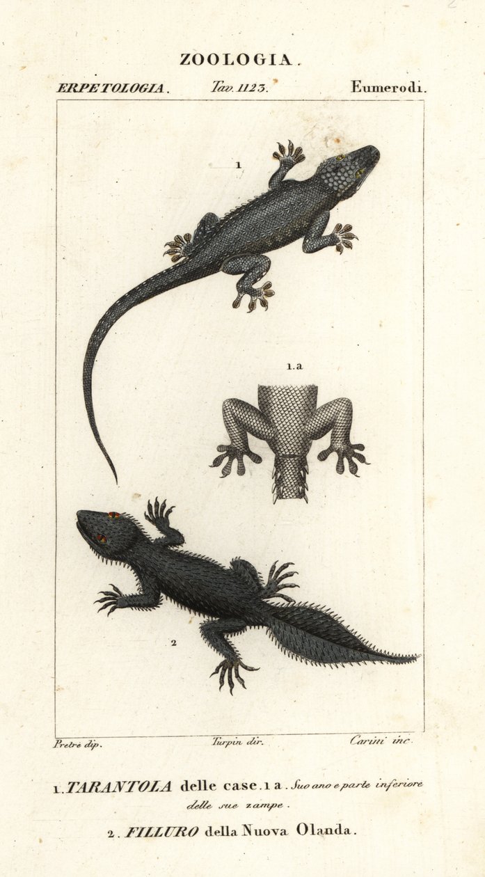 Husgekko, Hemidactylus frenatus 1, og bredhalegekko, Phyllurus platurus 2 af Carini Carini