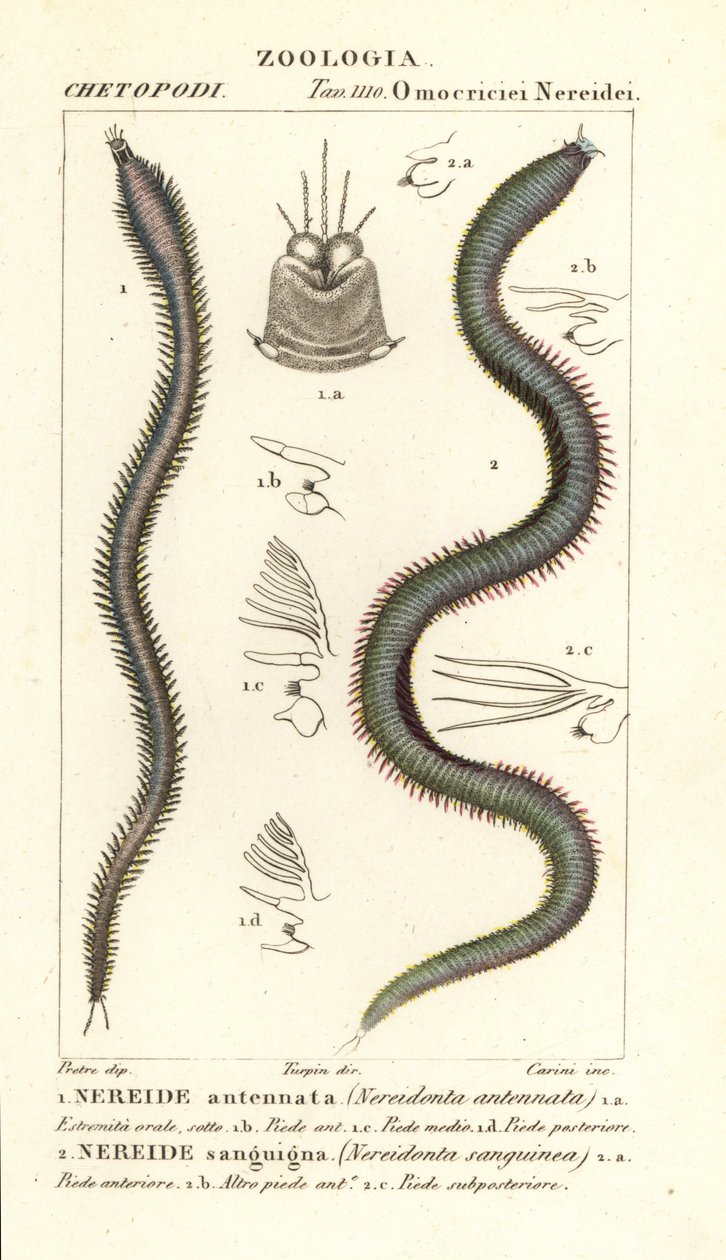 Leodice antennata, Nereidonta antennata 1 og Eunice sanguinea, Nereidonta sanguinea 2 af Carini Carini