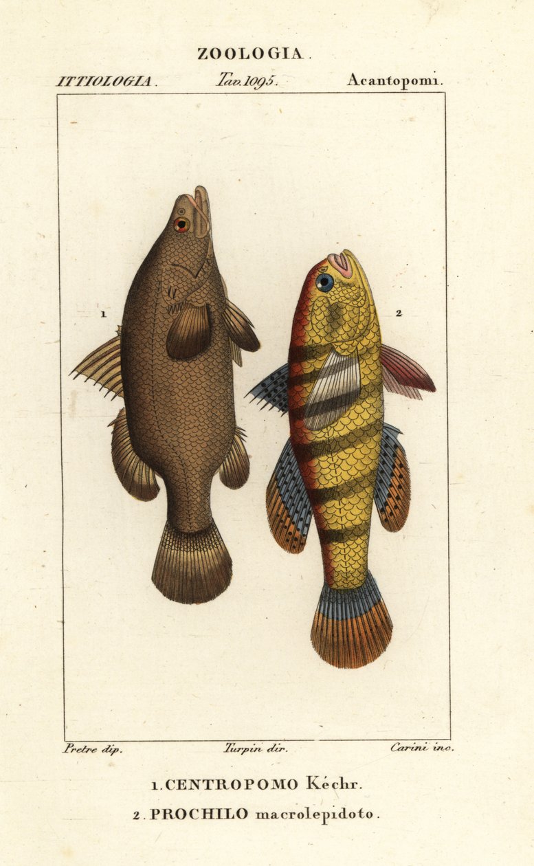 Nilaborre, Lates niloticus og sovende fisk eller gudgeon, Ophiocara macrolepidota af Carini Carini