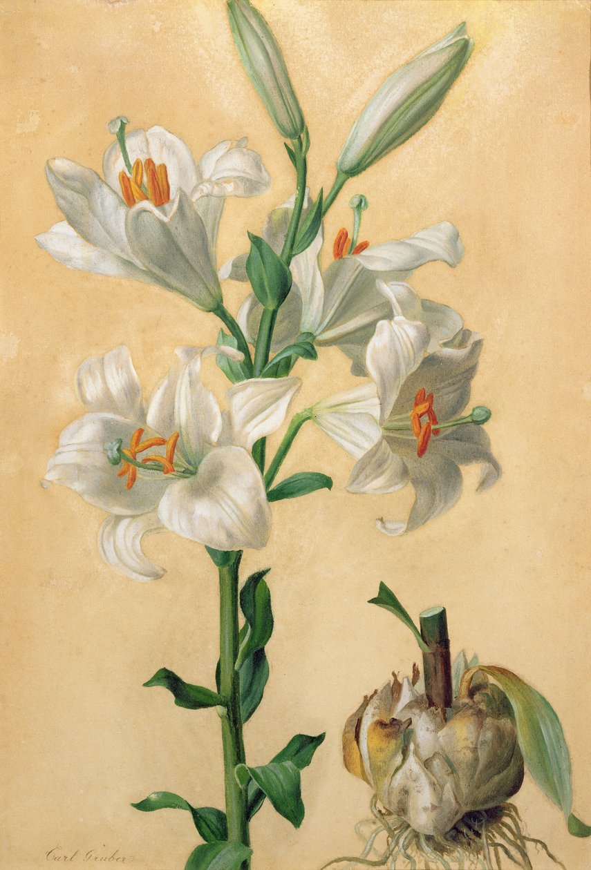 Hvid lilje (Amaryllis Candidum) (gouache) af Carl Franz Gruber