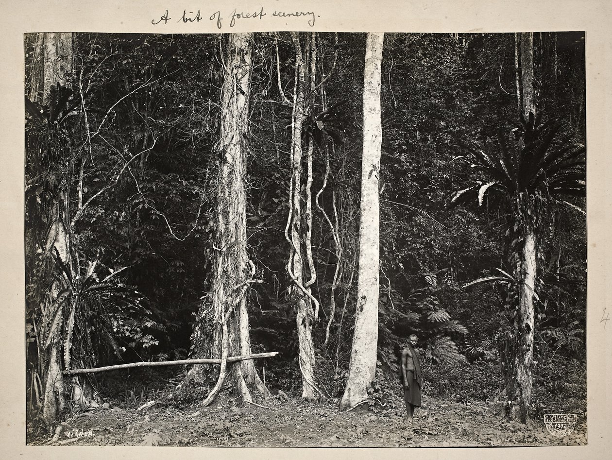 Lianen, eller klatreplanter, 1904 (platintryk) af Carl Vincenti
