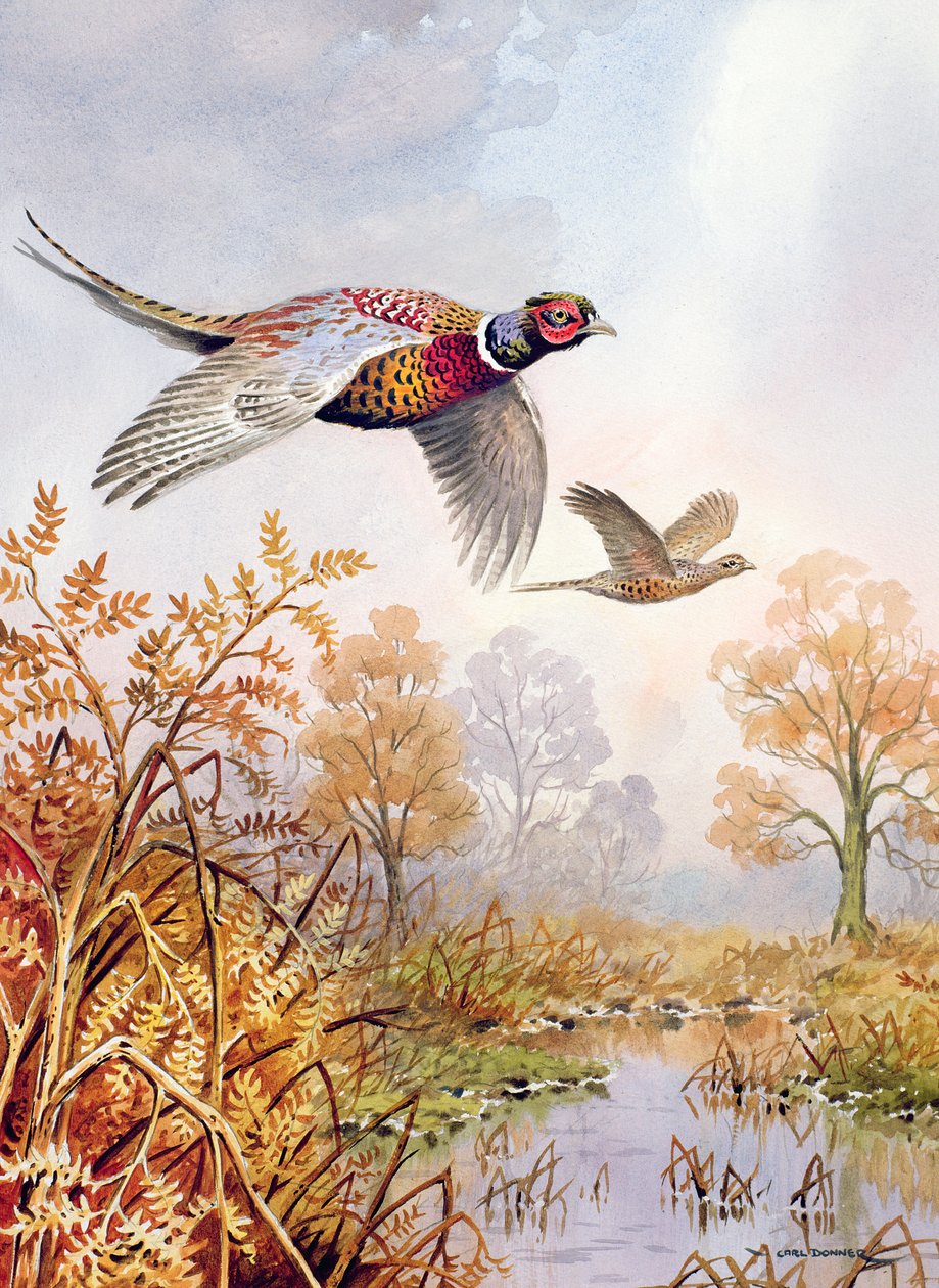 Over fen af Carl Donner