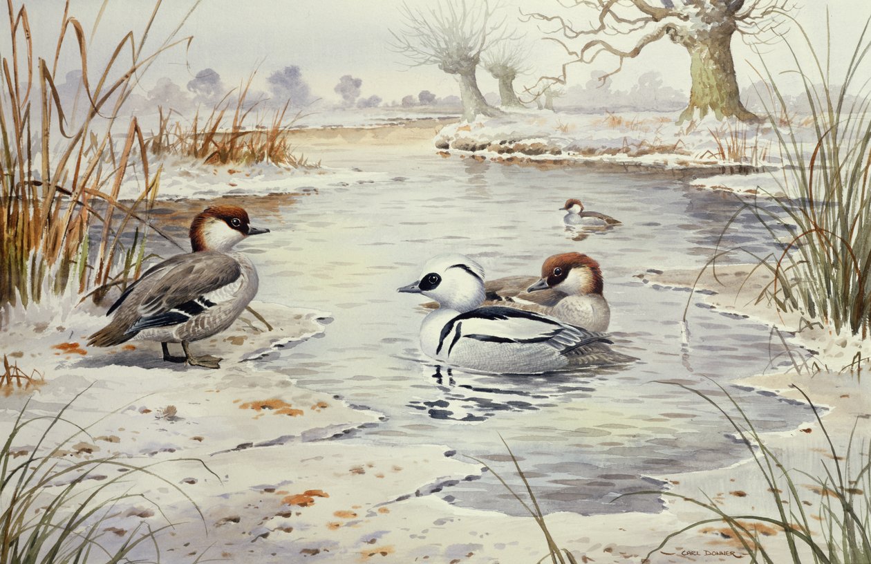 Smew (wc) af Carl Donner