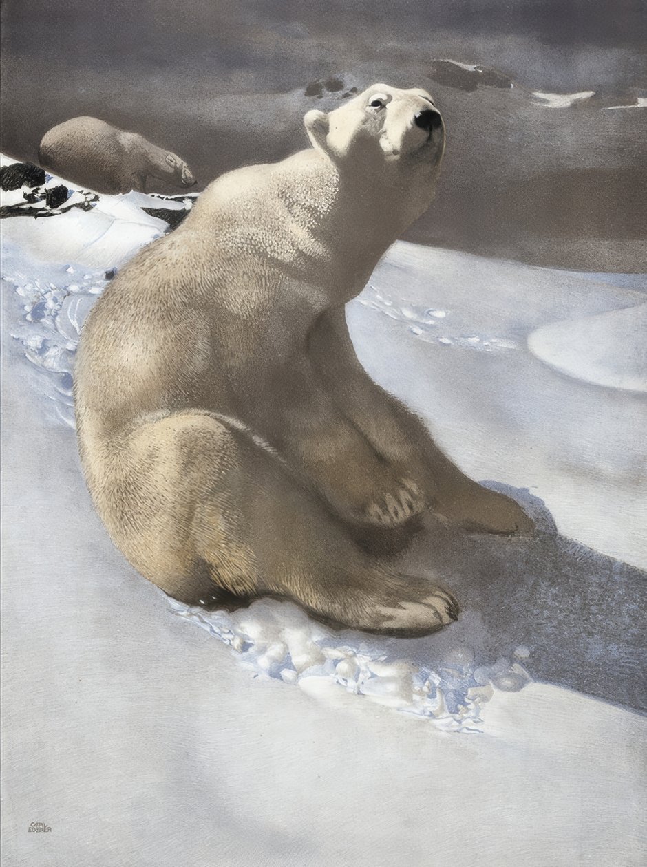 Isbjørn af Carl Ederer